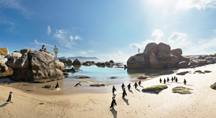 Themenwoche Südafrika 2024 Küstensafari_Pinguine Boulders Beach
