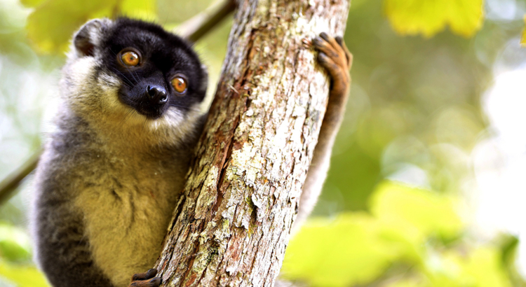 lemur-madagaskar-gee461c373_1920-pixabay-17.02.2022