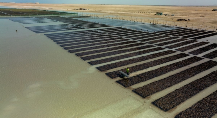 Red sea Global Mangrove Nurseries Foto Red Sea Global