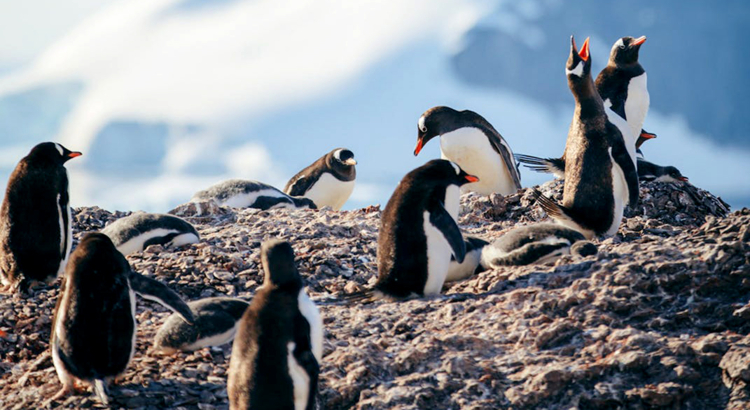 nicko Cruises Pinguine Uruguay.jpg