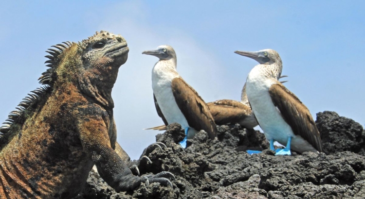 Galapagos Vogel Leguan Foto iStock Cicloco