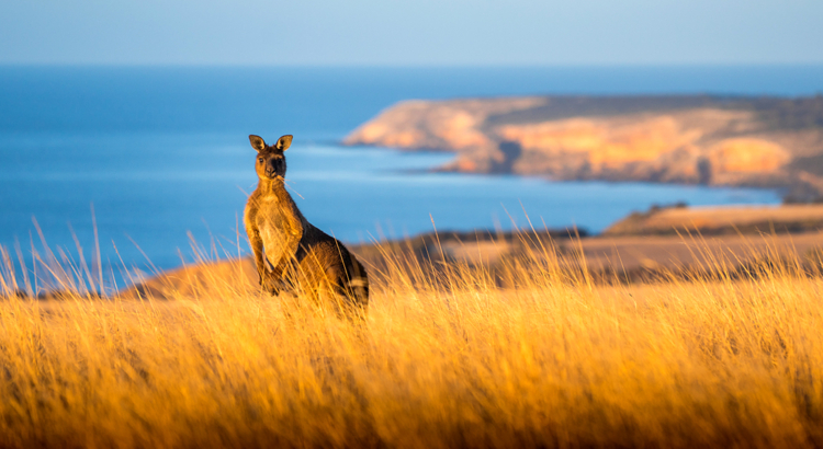 Australien Südaustralien Känuru Kangaroo Island Foto SATC.jpg