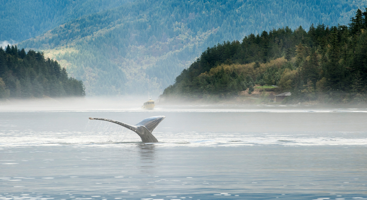 Kanada British Columbia Walbeobachtung Foto DC Brian Caissie.jpg
