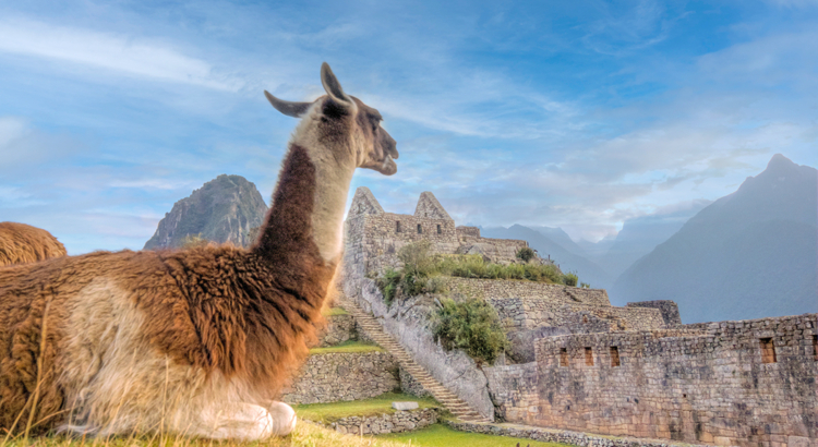 nicko cruises Peru Machu Picchu Lama Getty Images.jpg