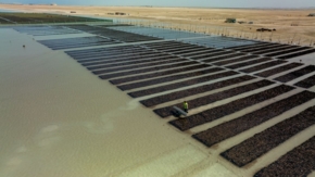 Red sea Global Mangrove Nurseries Foto Red Sea Global