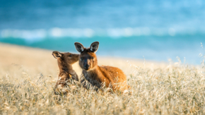 Australien Südaustralien Wildlife Kängurus.jpg