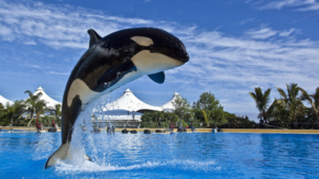 Loro Parque Orca